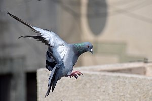 Brno chce regulovat počet holubů i díky vytvoření holubníku.