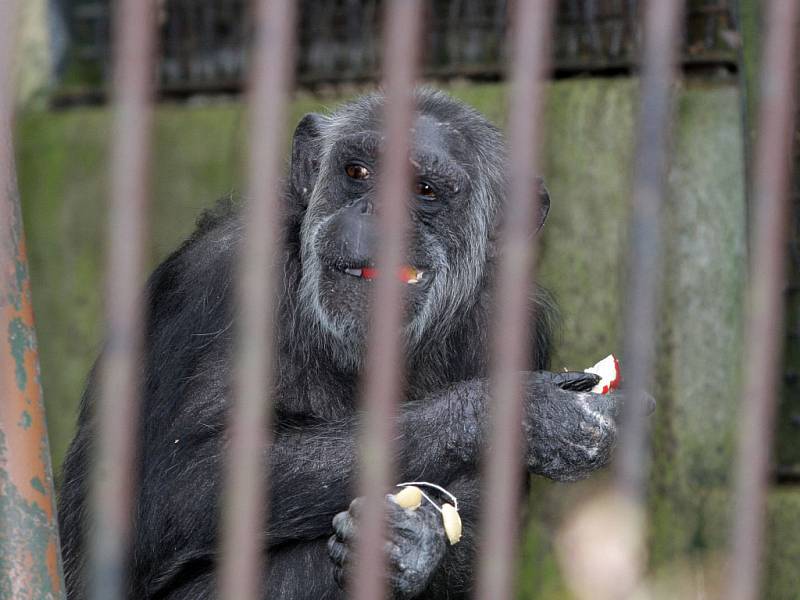 Vánoční krmení v brněnské ZOO.