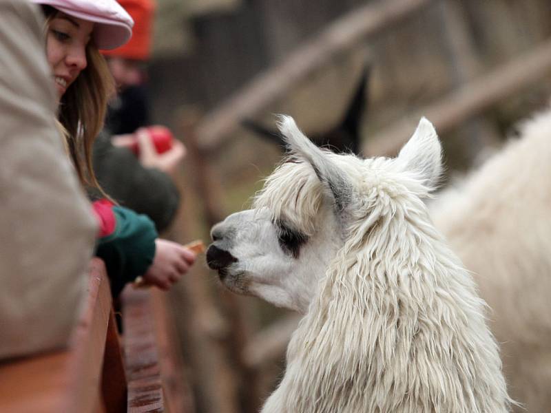 Vánoční krmení v brněnské ZOO.