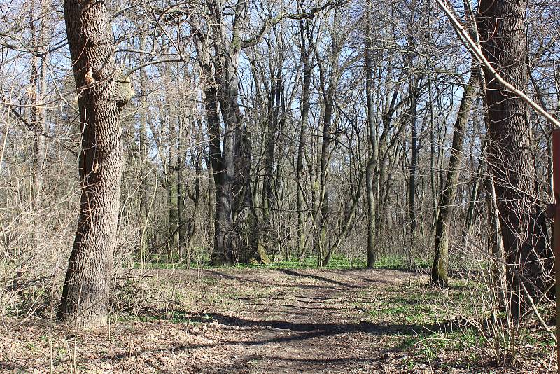 Dolní část zámeckého parku ve Veselí nad Moravou - bažantnice.