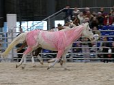 Na výstavišti v Brně se konal Animal Tech: Koně proskakovaly ohnivou obručí