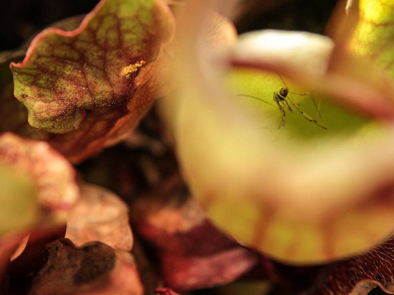 Prodejní výstava masožravých rostlin začala v Botanické zahradě brněnské Masarykovy univerzity.