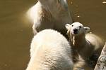 Bezmála pětatřicet tisíc se zatím vybralo ve veřejné sbírce na lední medvědy. Lidé na jejich chov od letošního března odeslali téměř tisíc tři sta dárcovských sms.