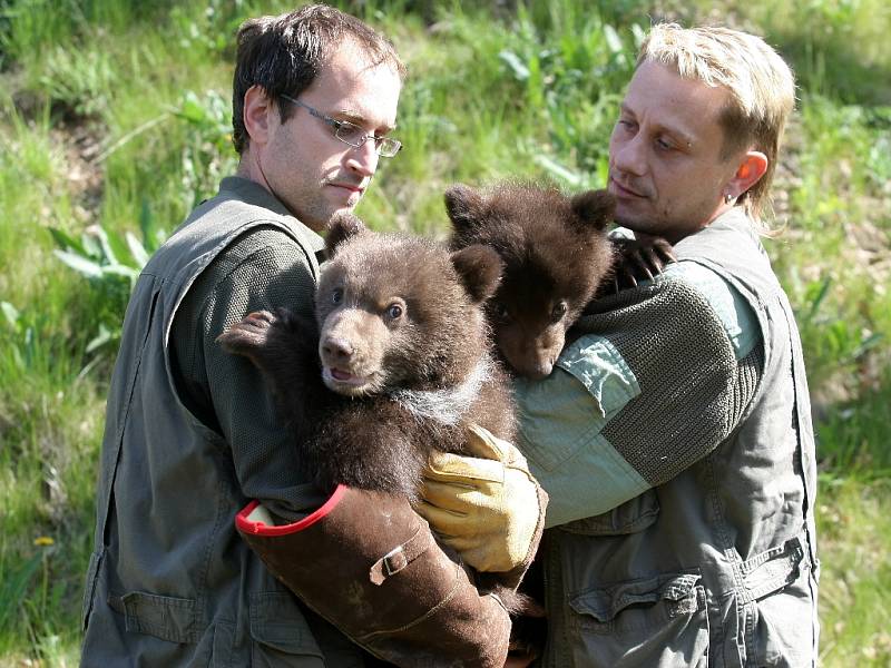 Po čipovaní mají chovatelé brněnské zoologické zahrady jasno. Obě kamčatská medvíďata jsou kluci.