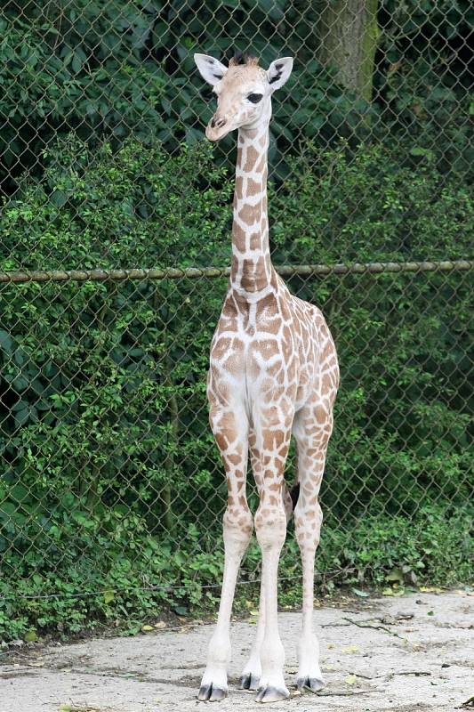 Chovatelé jsou optimističtí i v případě třítýdenní žirafí samice, která po narození nemohla téměř chodit.