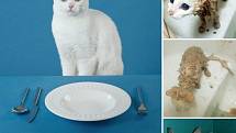 Nyní je krásná bílá kočka Astra hlavní tváří titulní stránky gastronomického průvodce GOURMET BRNO.
