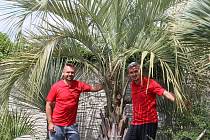 Exotická zahrada s palmami a olivovníky funguje dva roky v Přibicích na Brněnsku.