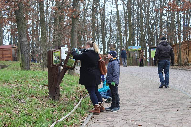 V brněnské zoologické zahradě připravili na Štědrý den komentované krmení vybraných zvířat, například levhartů.