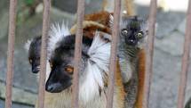 Brno 12.6.2019 - mláďata v brněnské ZOO - lemur černý