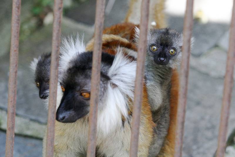 Brno 12.6.2019 - mláďata v brněnské ZOO - lemur černý