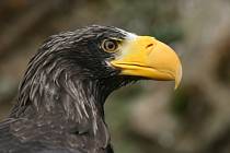 Kvůli nestabilitě svahu se budou orli v brněnské zoo stěhovat.
