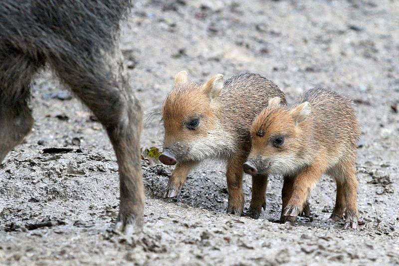 Nově narozená mláďata pekari v brněnské zoologické zahradě.