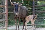 Brněnská zoo má nový přírůstek, mládě pakoně modrého se narodilo ve čtvrtek večer. Porod proběhl bez problémů. 