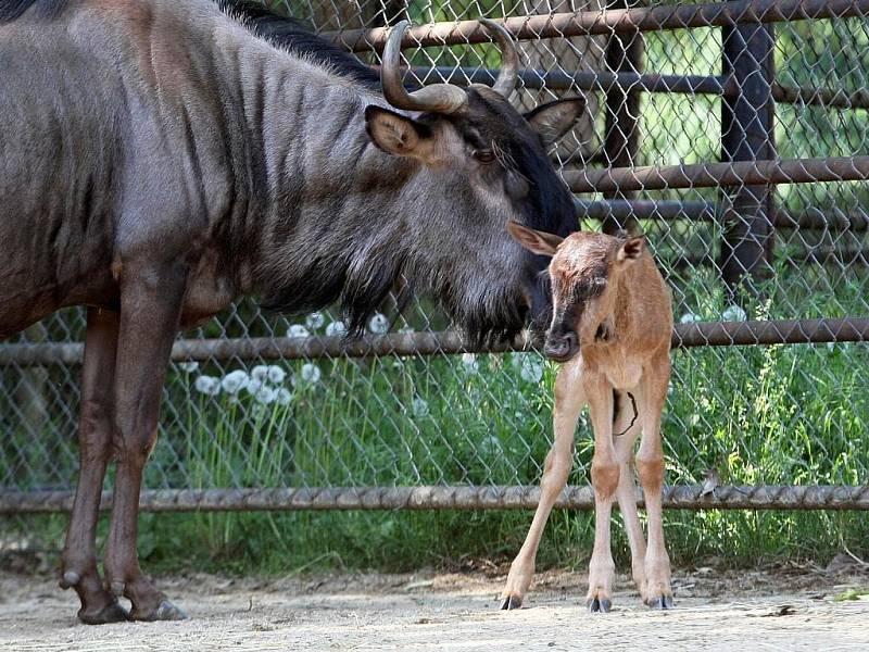 Brněnská zoo má nový přírůstek, mládě pakoně modrého se narodilo ve čtvrtek večer. Porod proběhl bez problémů. 