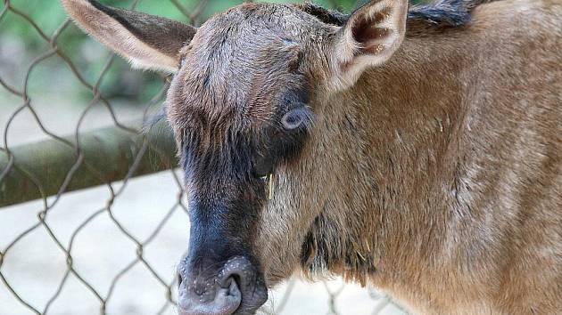 Brněnská zoo má nový přírůstek, mládě pakoně modrého se narodilo ve čtvrtek večer. Porod proběhl bez problémů. 