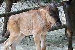 Brněnská zoo má nový přírůstek, mládě pakoně modrého se narodilo ve čtvrtek večer. Porod proběhl bez problémů. 