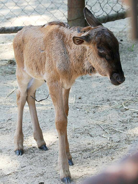 Brněnská zoo má nový přírůstek, mládě pakoně modrého se narodilo ve čtvrtek večer. Porod proběhl bez problémů. 