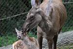 Návštěvníci zoo se mohou těšit na mláďata jelena sibiřského.