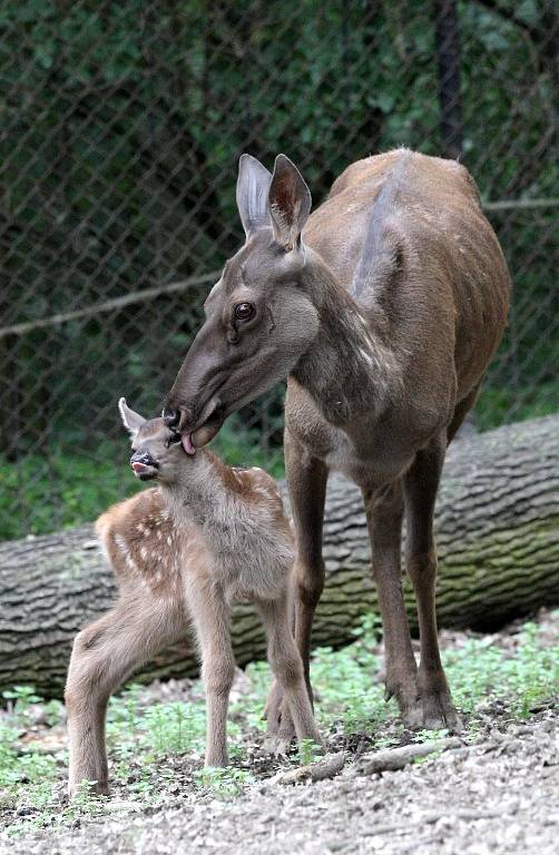 Návštěvníci zoo se mohou těšit na mláďata jelena sibiřského.