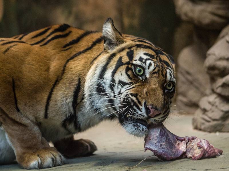 Někdo si čtyřiadvacátého prosince užívá vánoční pohody doma a v teple, stovky Brňanů už tradičně zamířily do brněnské zoologické zahrady přihlížet komentovanému krmení zvířat.