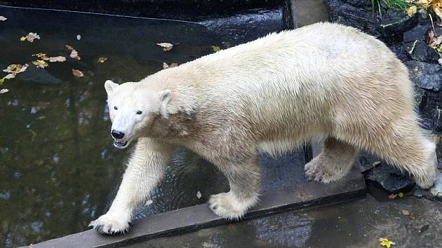 Medvědice Cora z brněnské zoo.