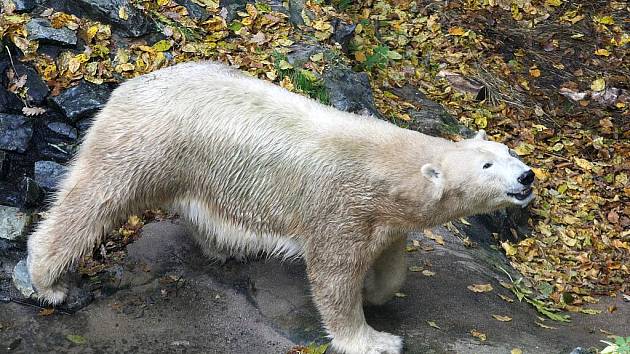 Medvědice Cora z brněnské zoo.