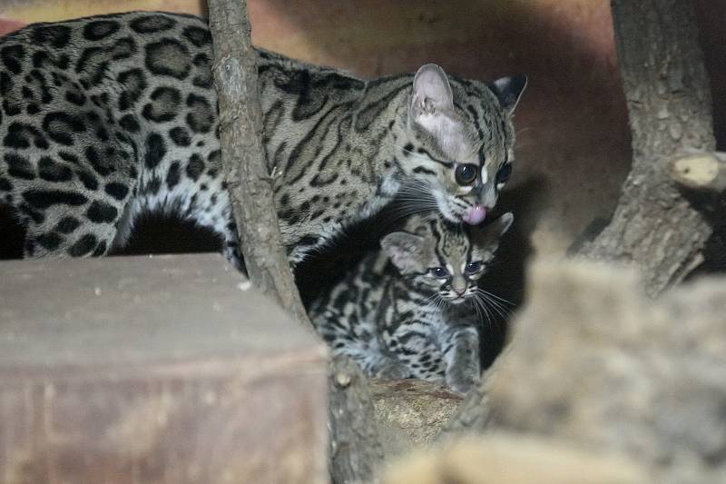 Brněnská zoologická zahrada.