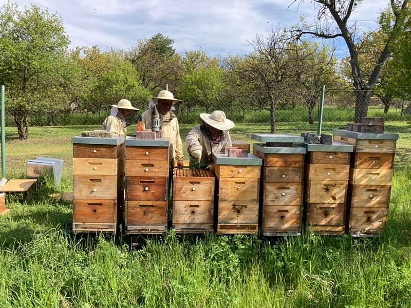 Počasí a stále více pesticidů v polích snižuje úrodu medu. Včelaři zdražují.
