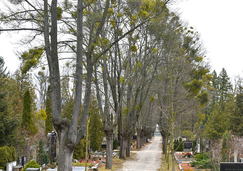 Vědci z Mendelovy univerzity a zahradníci ničí v těchto dnech jmelí na brněnském ústředním hřbitově novým postřikem. Aplikují ho na sedmdesát stromů.