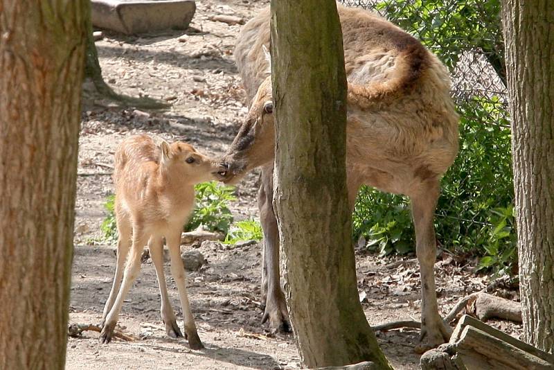 S rozkvetlou jarní přírodou je v rozpuku i brněnská zoologická zahrada se svými mláďaty. 