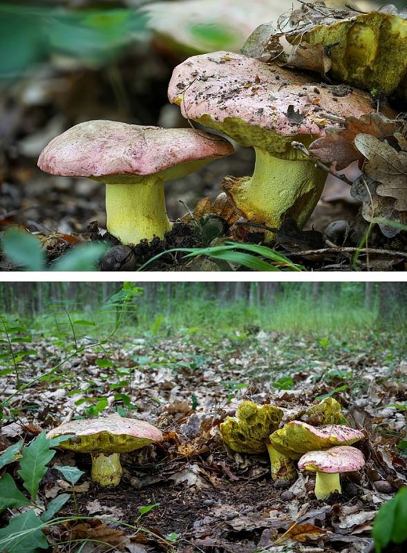 Na podzim lze najít v lesích v Mikroregionu Kahan na Brněnsku spoustu zajímavých hub. Na snímku je hřib královský.