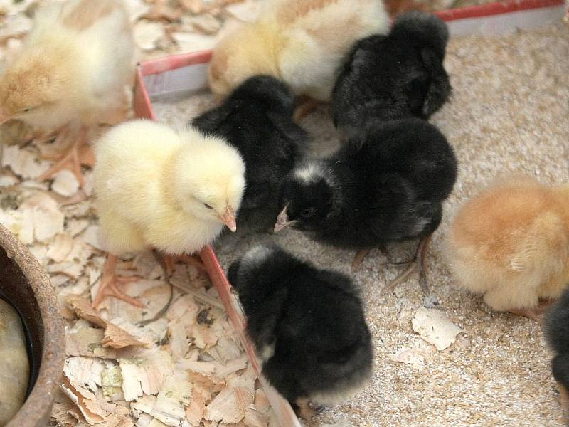 V jednu velkou tvořivou dílnu se v sobotu proměnila brněnská zoologická zahrada. Oslavit velikonoční svátky se tam rozhodli jarmarkem. Návštěvníci si vyzkoušli, jak se vyrábí dřevěná káča nebo zdobí vajíčko. Děti potěšila mláďata.