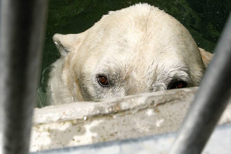 Samec ledního medvěda Umca v brněnské zoo. Uhynul v sobotu 18. srpna.