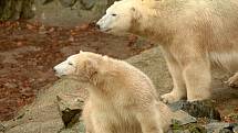 Lední medvědi v brněnské zoologické zahradě.