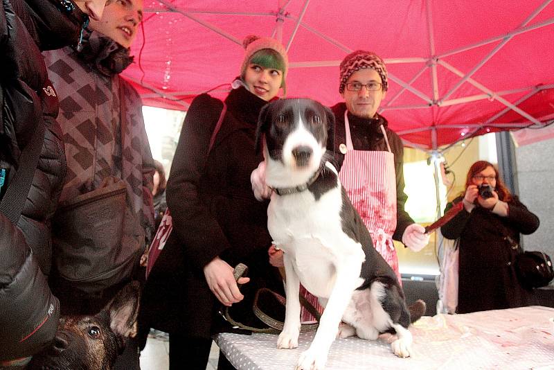 Aktivisté v centru Brna postavili stánek s prodejem vánočních psů. Protestovali tím proti krutému zacházení s kapry. 