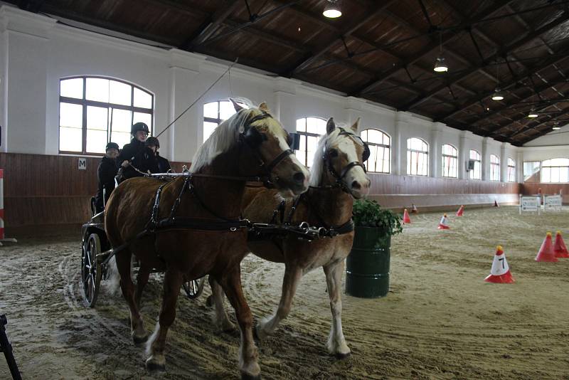 Na Veterinární a farmaceutické univerzitě se v sobotu proháněly koně při závodech vozatajů.