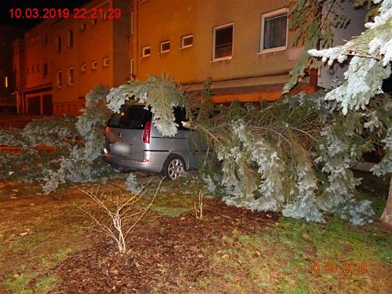 Na stříbrný peugeot spadl v neděli večer v Brně velký jehličnan.