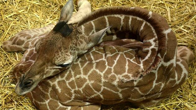 První letošní přírůstek v brněnské zoo. Mládě se narodilo nejstarší žirafě síťované Janette.