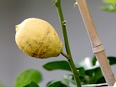 Jak voní citrony ještě na stromě? Lidé se to dozví v Botanické zahradě.
