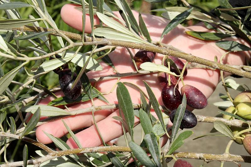 Olivy v českých podmínkách dozrávají v říjnu a na začátku listopadu. V Přibicích už jsou některé zralé.