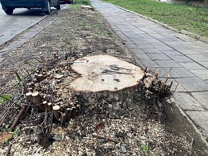 Dříve alej vzrostlých stromů, dnes řada pařezů. Zeleň v brněnské ulici Marie Majerové ustoupila plánované opravě horkovodu.