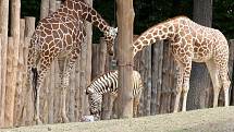 Ve středu odpoledne se ve výběhu brněnské zoo narodilo mládě zebry Chapmanovy. O den později nešťastně zemřelo při potyčce ve výběhu.