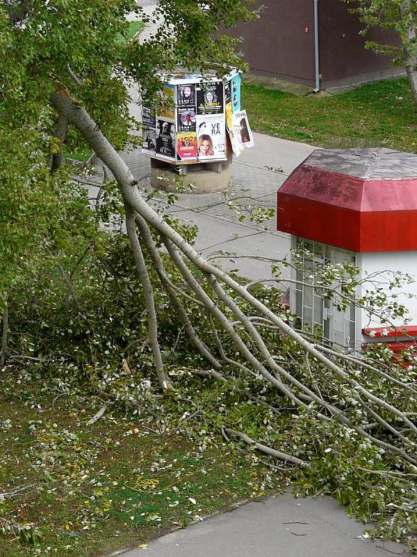 Silný vítr neustál ani Brněnský strom roku 2017. Topol bílý, který je starší než tamní sídliště Vinohrady, přišel o část koruny.