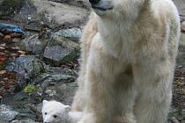 Medvědí rodinka v brněnské zoo.