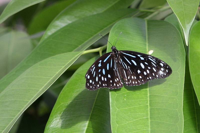 Stovky orchidejí i několik druhů tropických motýlů si zájemci prohlédnou v březnu v Botanické zahradě a arboretu Mendelovy univerzity v Brně.