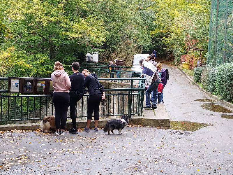 V brněnské zoo lidé oslavili Světový den zvířat.