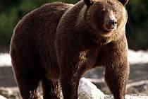Medvěd kamčatský (Ursus arctos beringianus) je jeden z největších poddruhů medvěda hnědého.