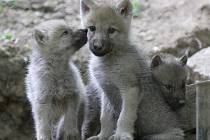 Mladému vlčímu alfa samci z Dánska se v brněnské zoologické zahradě evidentně daří. I díky jeho přičinění se narodilo už deset malých vlčat. V zoo tak mohli založit novou stabilní skupinu vlků arktických. 