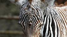 První letošní mládě v brněnské zoo je samička zebry Grévyho Mia. Narodila se před měsícem