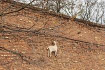 Koza na hradbách.